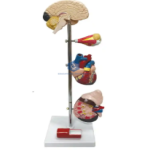 Human Hypertension Model, 6 Parts